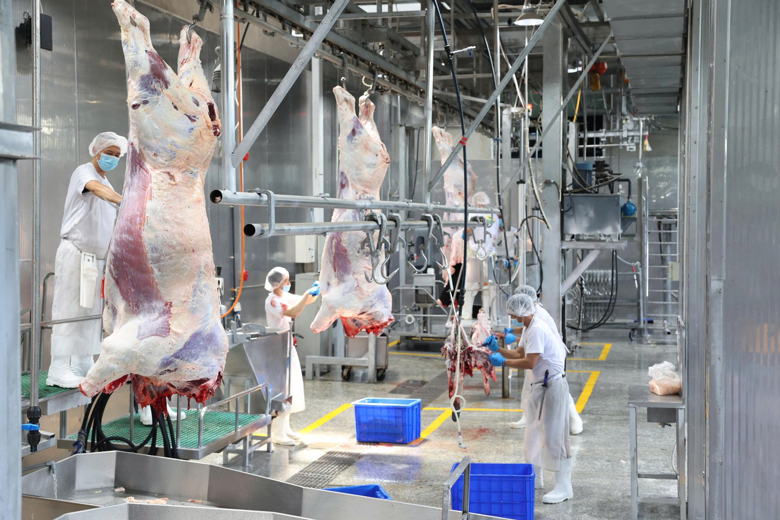 Quy trình sản xuất được thực hiện theo nguyên tắc “không chạm đất” Nhà máy Pacow sản xuất thịt bò mát
