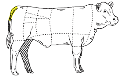 Vị trí đuôi bò